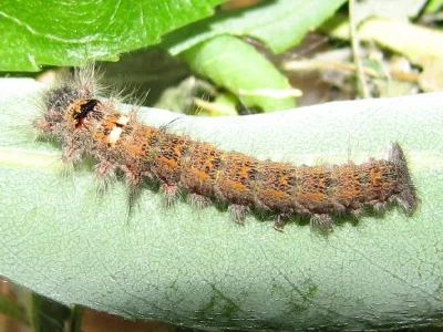 Gastropacha (Stenophylloides) populifolia