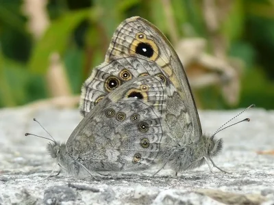 Lasiommata maera