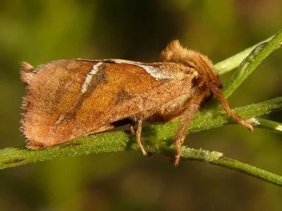 Triodia sylvina