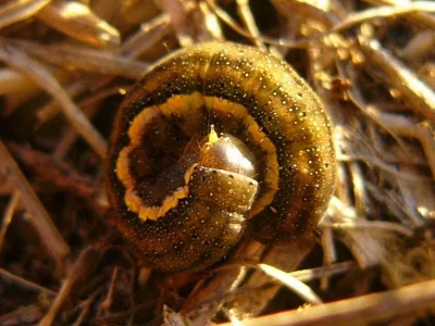 Lacanobia (Dianobia) suasa
