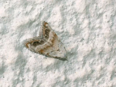 Nola (N.) chlamitulalis