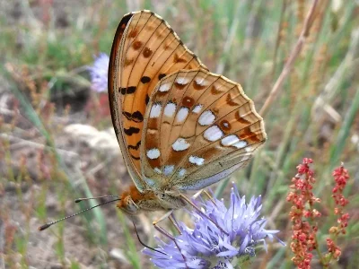 Argynnis (Fabriciana) adippe