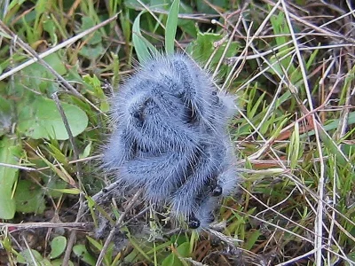 Thaumetopoea herculeana