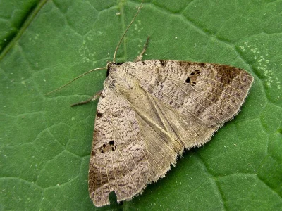 Lygephila (Lygephila) viciae