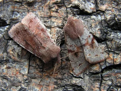 Orthosia (Orthosia) incerta