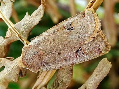 Conistra (Dasycampa) erythrocephala