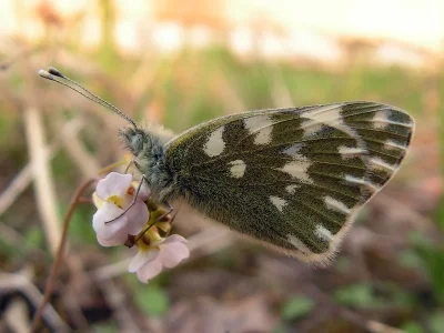 Pontia edusa