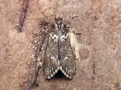 Diurnea fagella