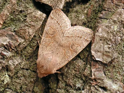 Orthosia (Monima) cerasi