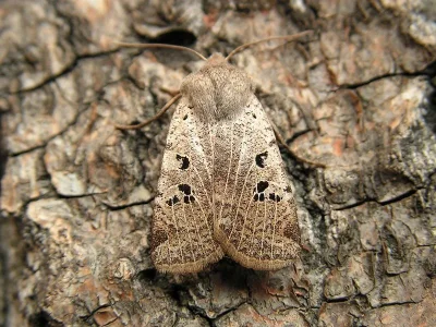 Conistra (Conistra) rubiginosa