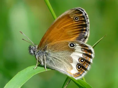 Coenonympha arcania