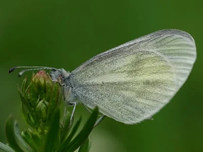 Leptidea sinapis