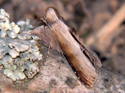 Cucullia prenanthis