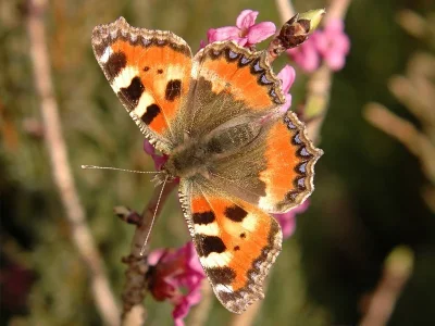 Aglais urticae
