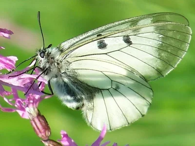 Parnassius (Driopa) mnemosyne