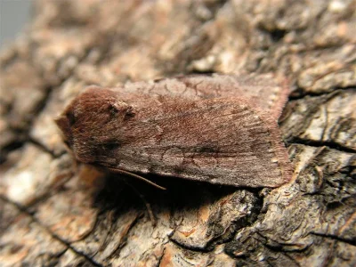 Cerastis (Cerastis) rubricosa