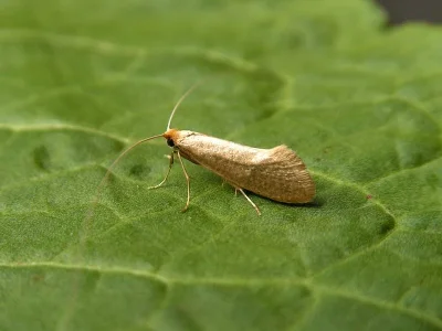 Nematopogon swammerdamella