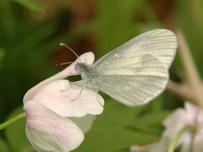 Leptidea reali