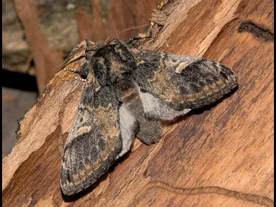 Notodonta tritophus