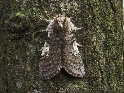 Achlya flavicornis
