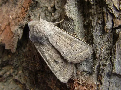 Orthosia (Monima) cerasi
