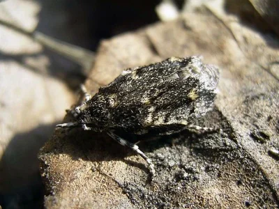 Diurnea fagella