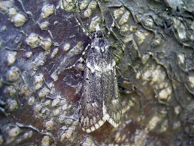 Diurnea fagella