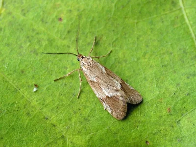 Diurnea lipsiella