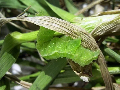 Diachrysia chrysitis