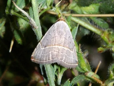 Eublemma (Eublemma) polygramma