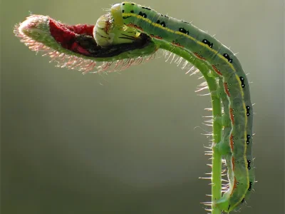 Xylena (X.) exsoleta