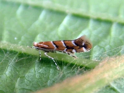 Cameraria ohridella
