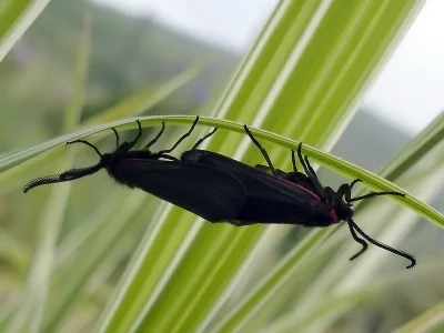Aglaope infausta