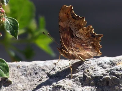 Polygonia egea