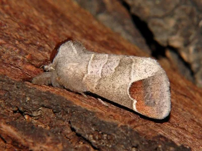 Clostera curtula