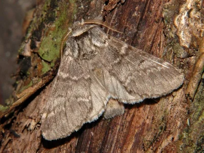 Drymonia ruficornis