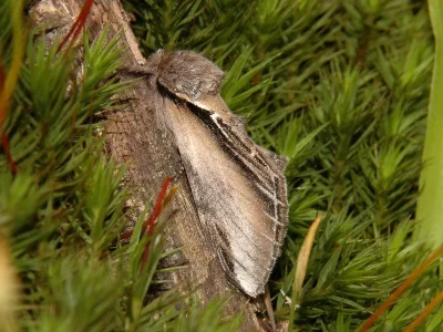 Pheosia tremula