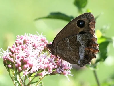 Minois dryas