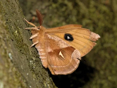 Aglia tau