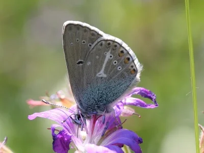 Eumedonia eumedon