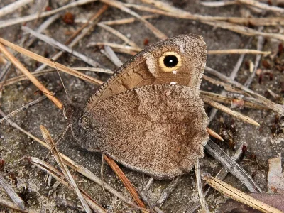 Hipparchia (Neohipparchia) statilinus