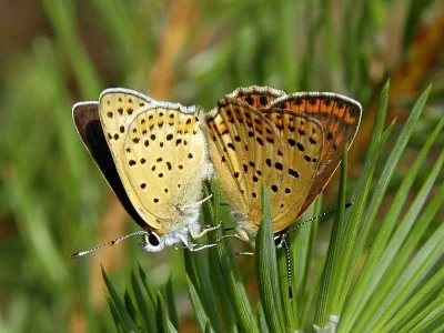 Lycaena (Heodes) tityrus