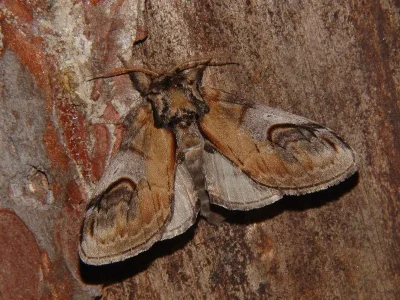 Notodonta ziczac