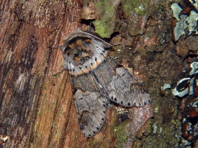 Furcula furcula