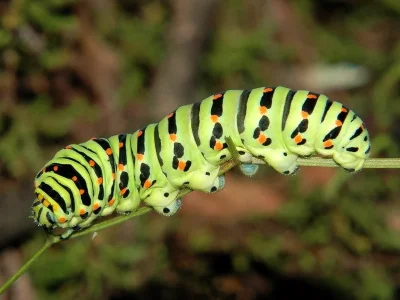 Papilio (P.) machaon
