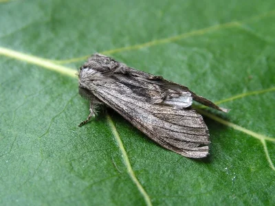 Harpyia milhauseri