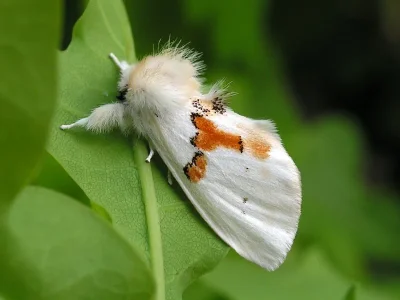 Leucodonta bicoloria
