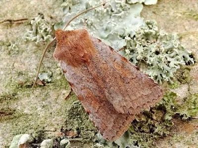 Cerastis (Cerastis) rubricosa