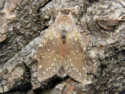 Stauropus fagi