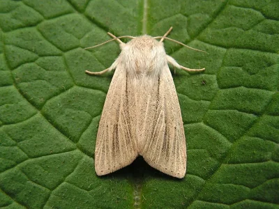 Simyra albovenosa